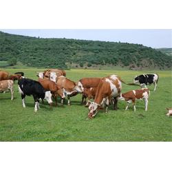 英霞养殖牲畜 肉牛供应基地 咸宁肉牛供应