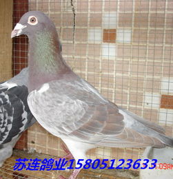 杭州哪里有信鸽子出售 哪里出售信鸽子品种好价格便宜价格 厂家 图片