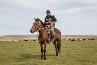 新科技正在改变蒙古国传统生活方式